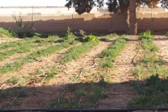 irrigation