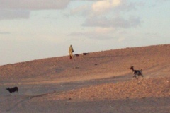 walking the goats