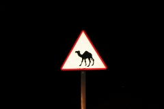 camel