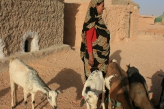 looking after the goats