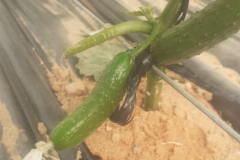vegdec211