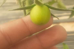 vegdec212