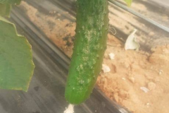 vegdec213