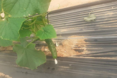 vegdec214