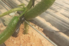 vegdec215