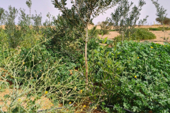 IMG_20260225_115502679_HDR_AE