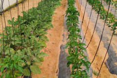 IMG_20260225_115829532_AE