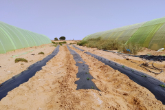 Melons-doing-well-between-the-polytunnels-