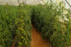 Polytunnel-tomatoes