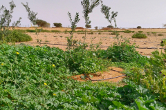 Trees-growing-well-1